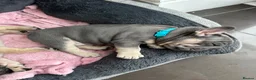 French Bulldog dogs for sale: French bulldog  - Advert 7