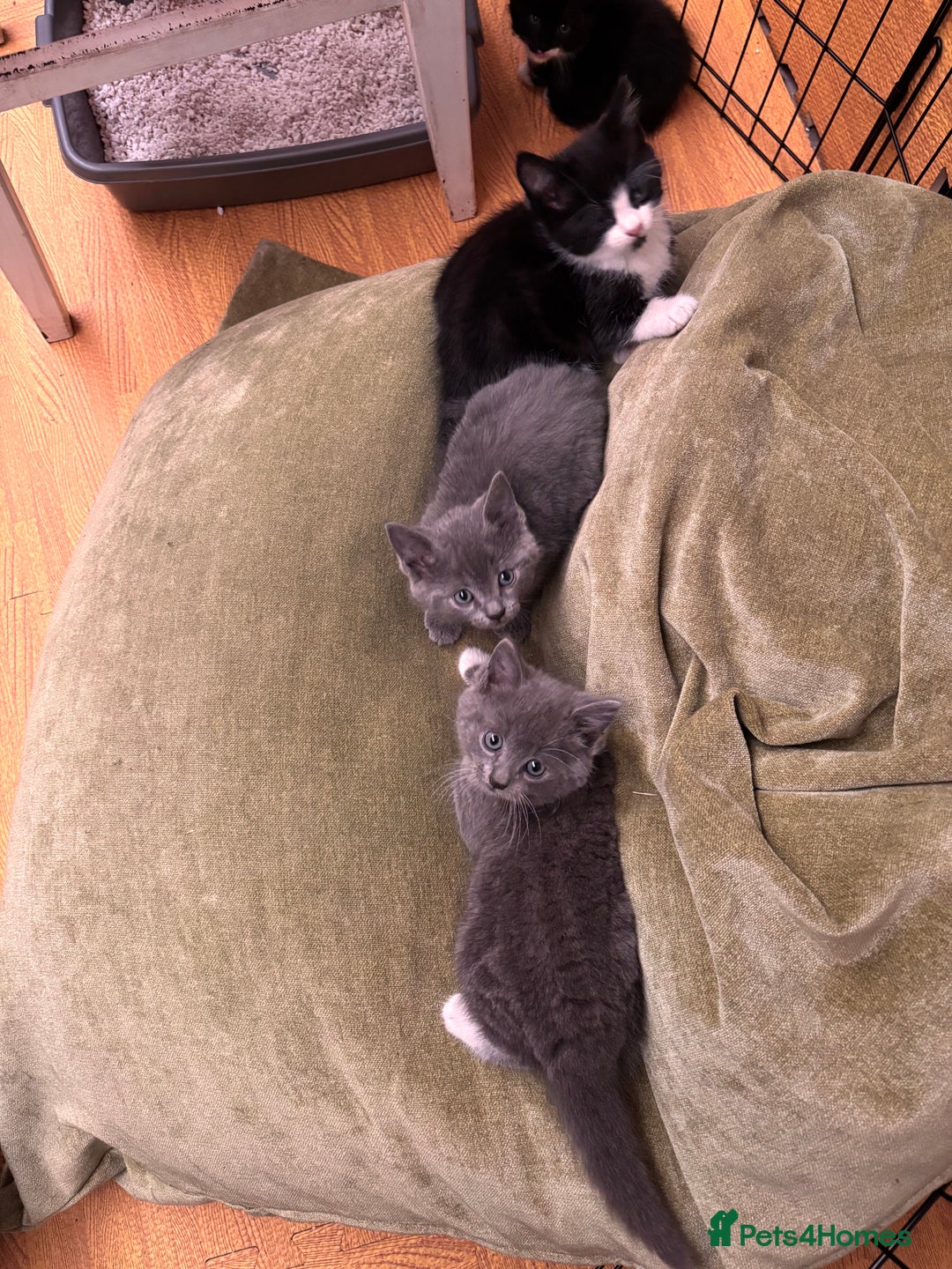 Mixed Breed cats for sale: 4 beautiful kittens ready now - Image 6