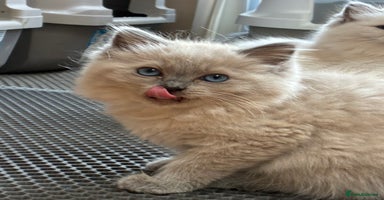Ragdoll cats - Advert 11