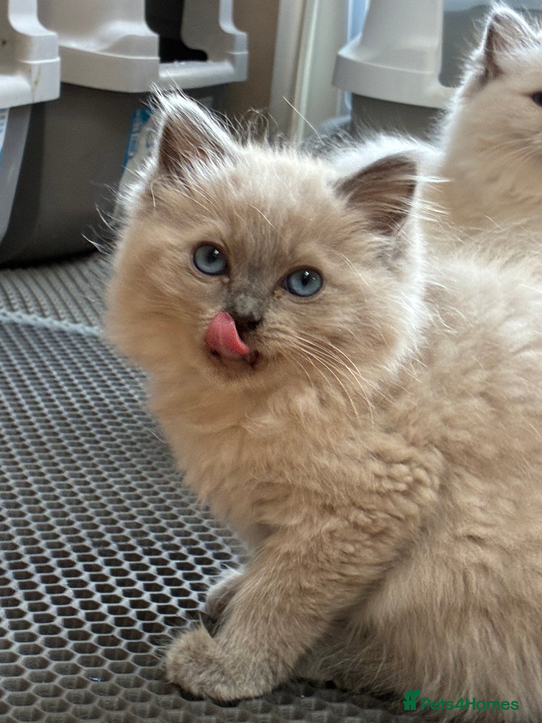 Ragdoll cats for sale:  READY TO LEAVE LAST FRMALE SEAL MINK  - Image 2