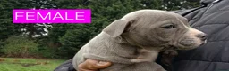 Staffordshire Bull Terrier dogs for sale: Blue Staffordshire bull terrier puppies in Birmingham - Advert 15