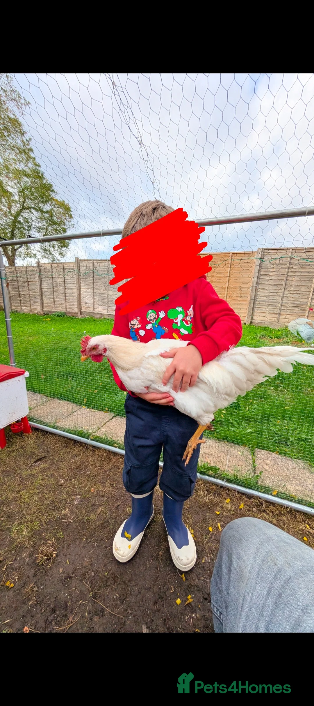 Chickens poultry for sale: 1 lovely and friendly Rooster/Cockerel - Advert 3