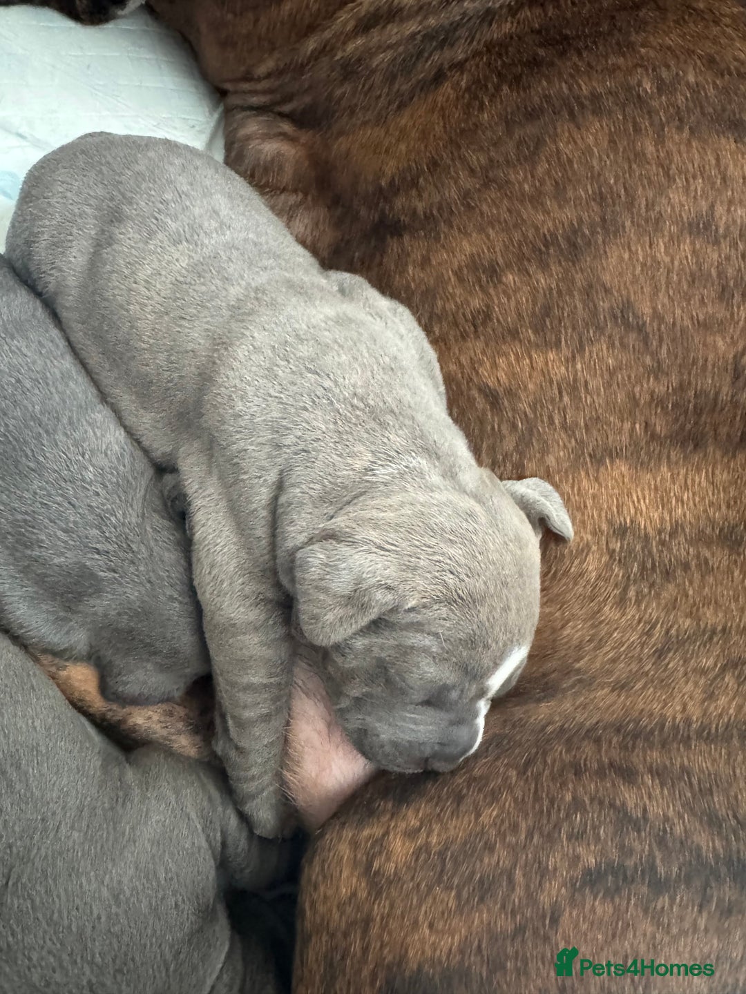 Staffordshire Bull Terrier dogs for sale: 4 Staffordshire bull terrier puppies  - Advert 13