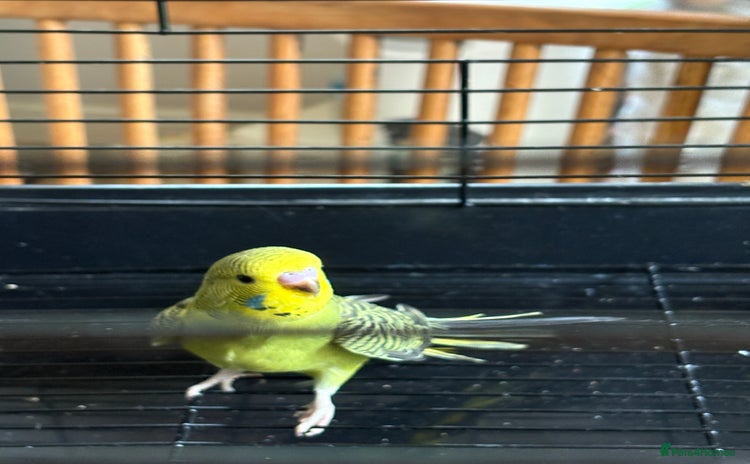 Budgerigars birds - Advert 1