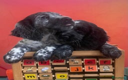 Cocker Spaniel dogs for sale:  2 Beautiful working cocker spaniel pups for sale. - Image 5