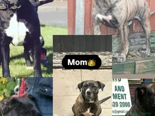 Presa Canario dogs Pure Outstanding Serbian presa Canario pups - Advert 3