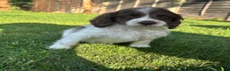 Cockapoo dogs for sale: Beautiful cockapoos  in Peterborough - Advert 13