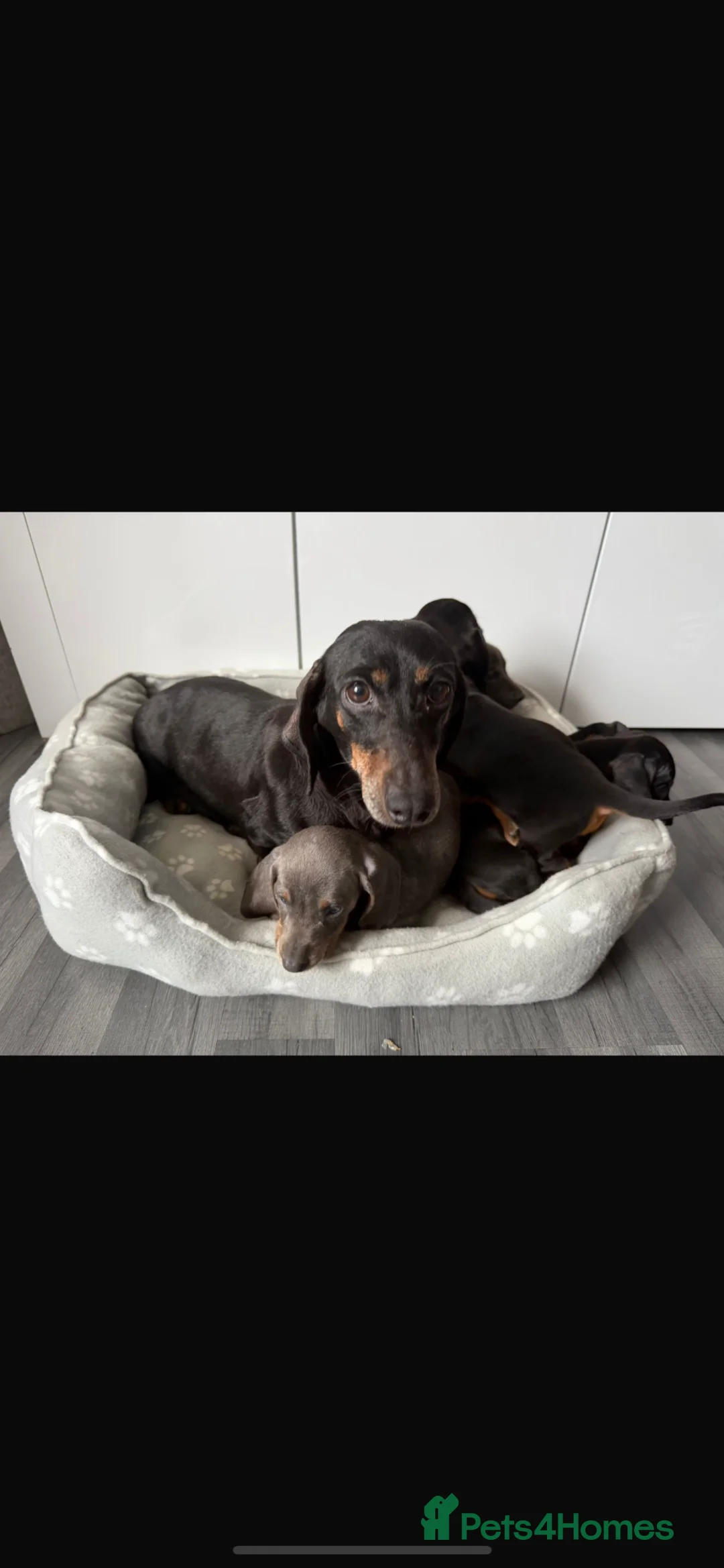 Dachshund dogs for sale: Miniature Dachshund puppies  - Advert 17