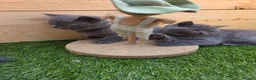 British Shorthair cats for sale: Beautiful British Shorthair kittens  - Advert 11