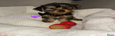 Yorkshire Terrier Puppy 4