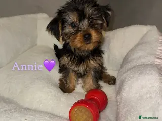 Yorkshire Terrier dogs Yorkshire Terrier Puppies - Advert 6