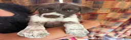 Mixed Breed dogs for sale: 1 GIRL READY TO GO GWP X Weimsky puppies for sale - Advert 20