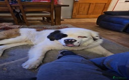 Saint Bernard dogs for sale: Saint burnard for sale  - Image 5