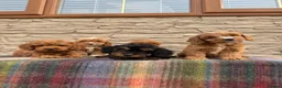 Cockapoo dogs for sale: F1 Cockapoos (council licensed)  in Stourport-on-Severn - Advert 1