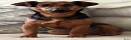 Mixed Breed dogs for sale: Jack Tzu Puppies - Advert 24
