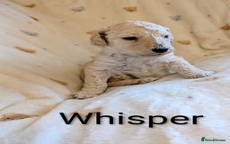 Standard Poodle dogs for sale: Standard poodles - Image 31