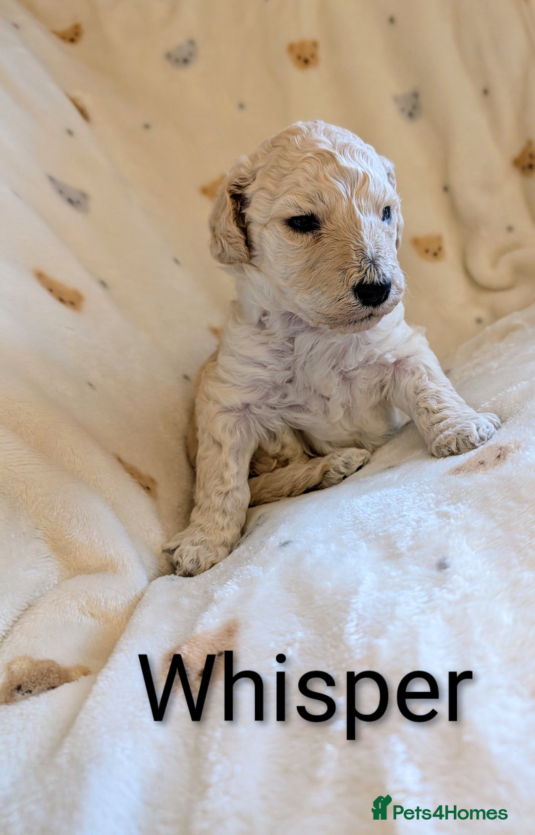 Standard Poodle dogs for sale: Standard poodles - Image 31