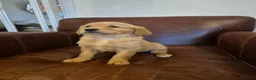 Golden Retriever dogs for sale: Gorgeous dark kc golden retriever pups - Advert 5