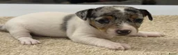 Jack Russell dogs for sale: Miniature Jack Russell Puppies  - Advert 7