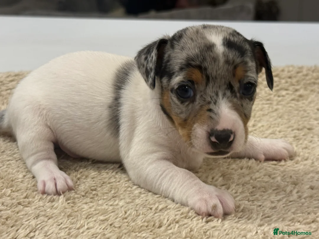 Jack Russell dogs for sale: Miniature Jack Russell Puppies  - Advert 7