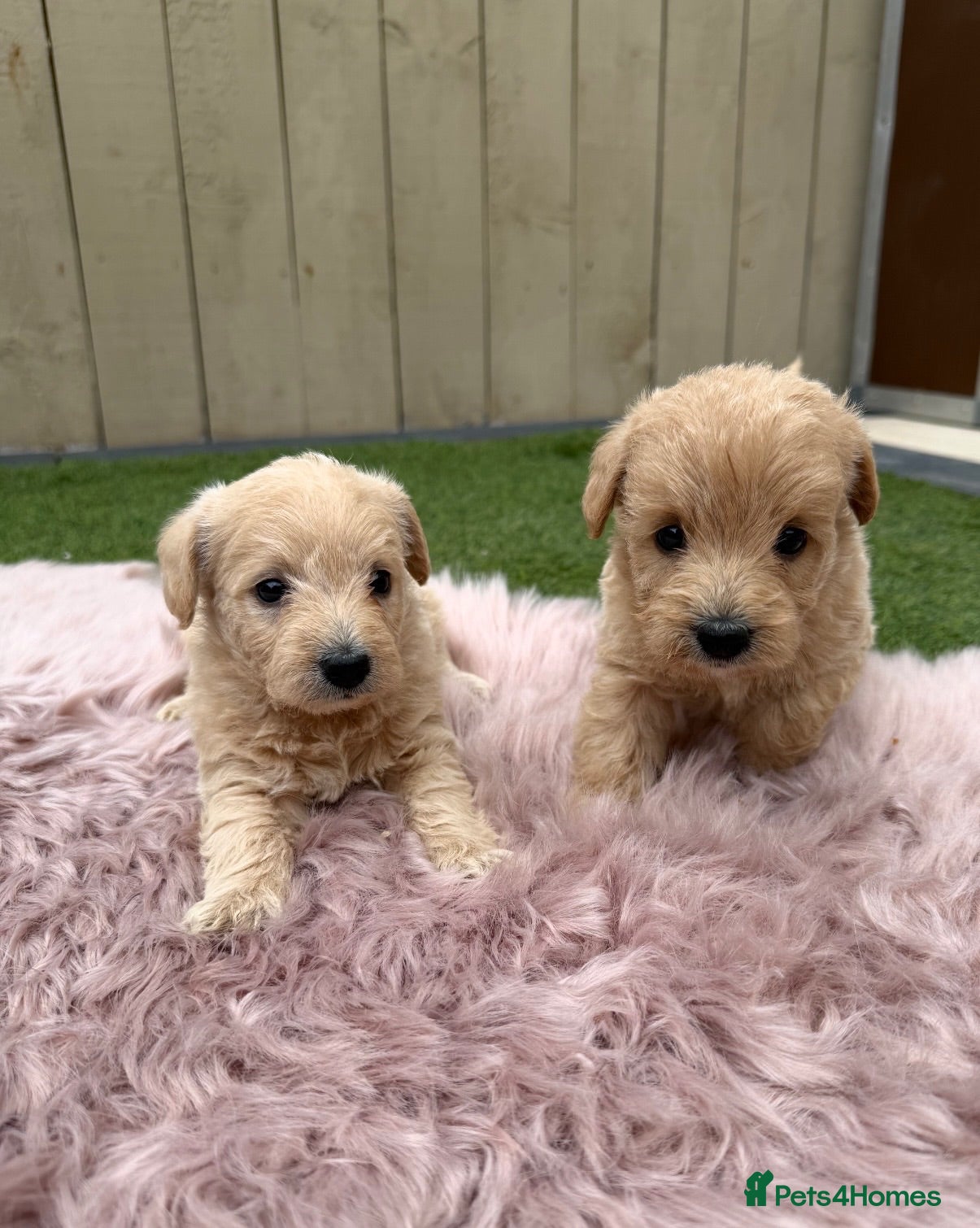 Westiepoo dogs Stunning Westiepoo’s From Health Tested Parents 🧬 - Advert 1