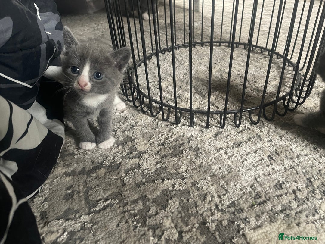 Mixed Breed cats for sale: 4 grey kittens - Advert 16