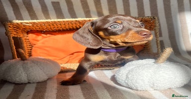 Miniature Dachshund dogs - Advert 4