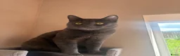 Russian Blue cats for sale: Neutered male - Advert 23