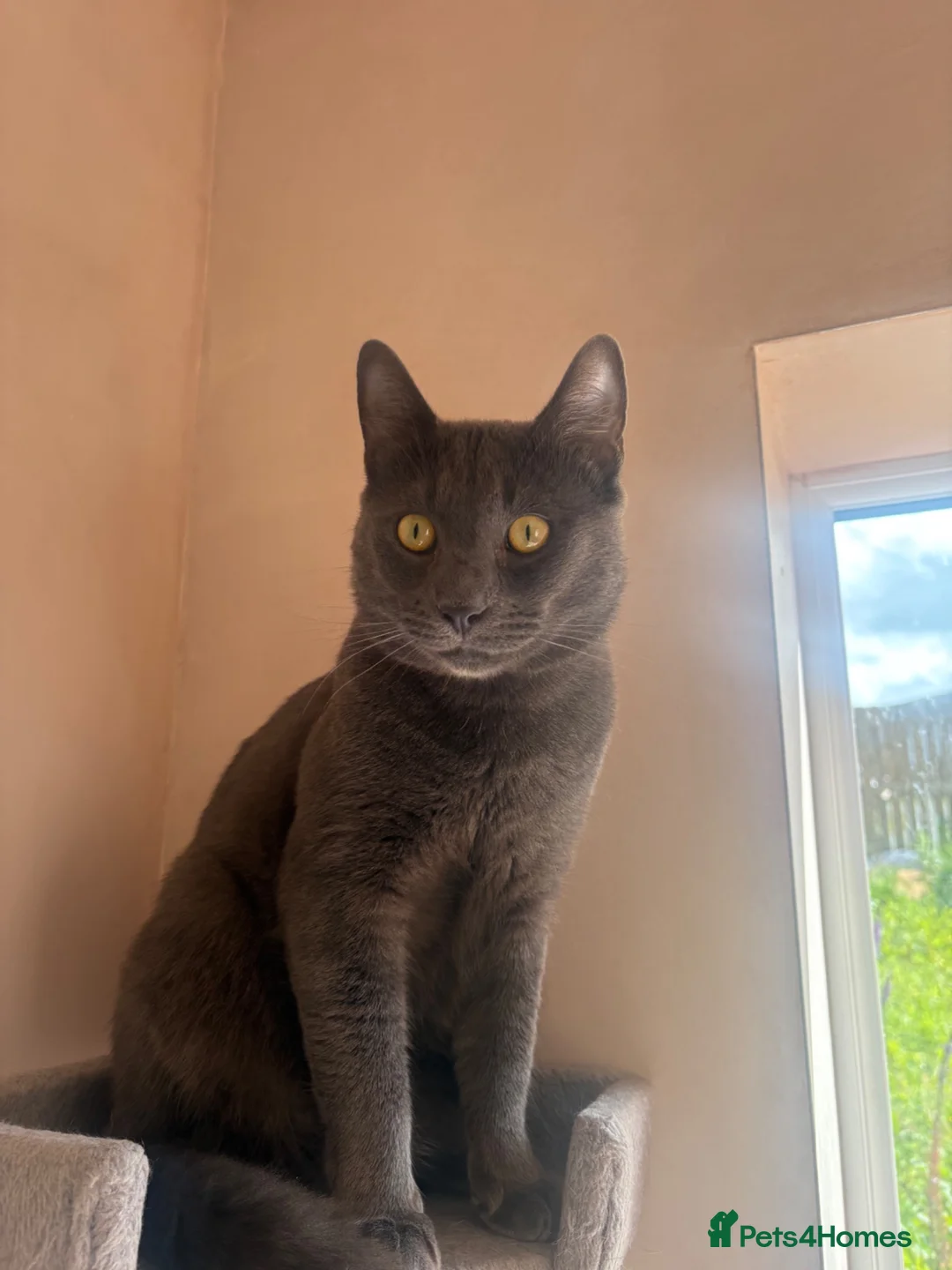 Russian Blue cats for sale: Neutered male - Advert 23