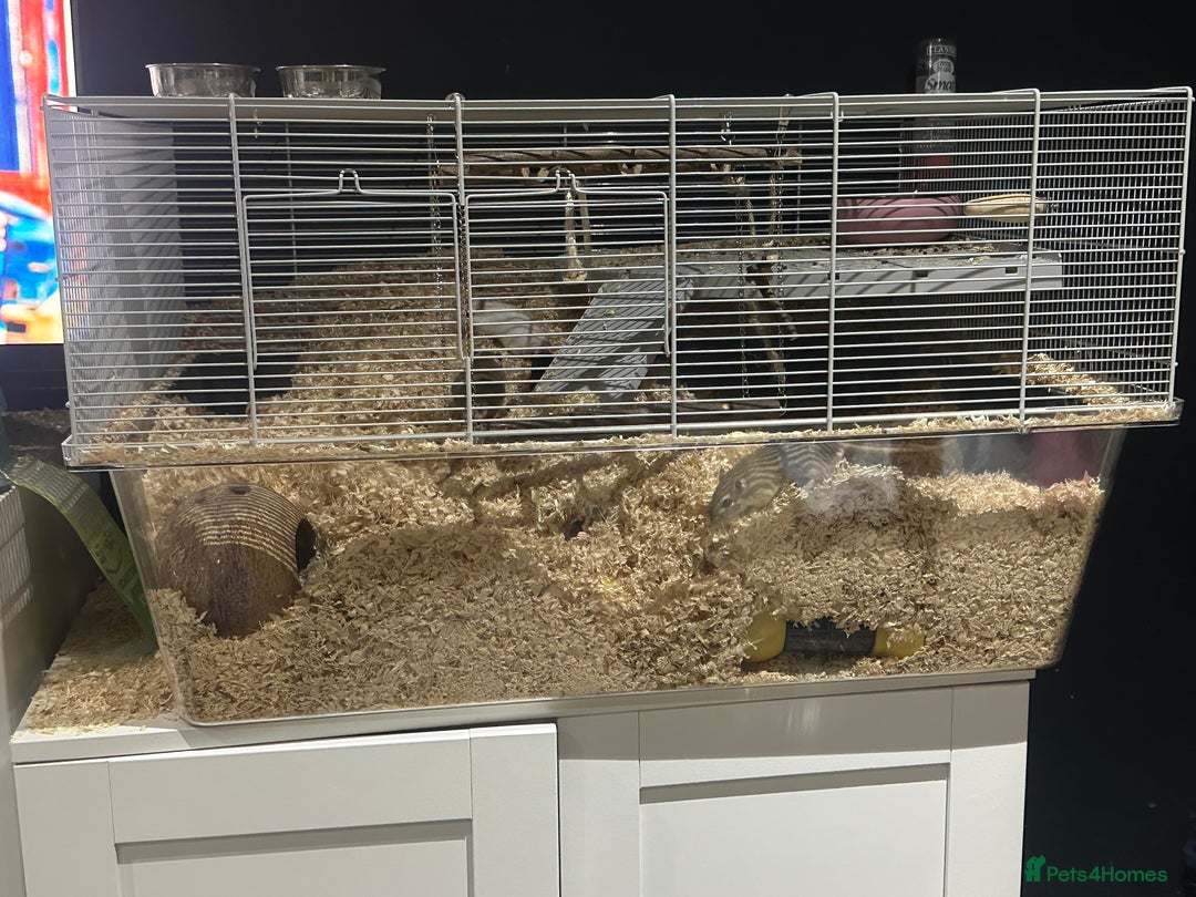 Gerbil rodents for sale: 4 gerbils only selling as group cannot be separate - Advert 3
