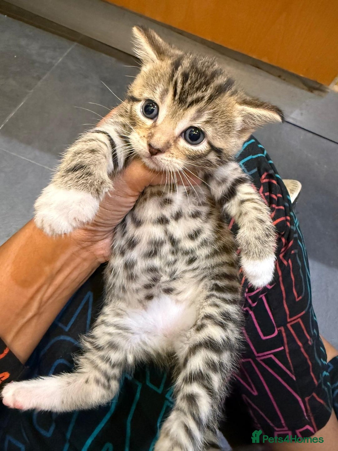 Mixed Breed cats for sale: Three Sweet Kittens Ready for a Loving Home - Image 1