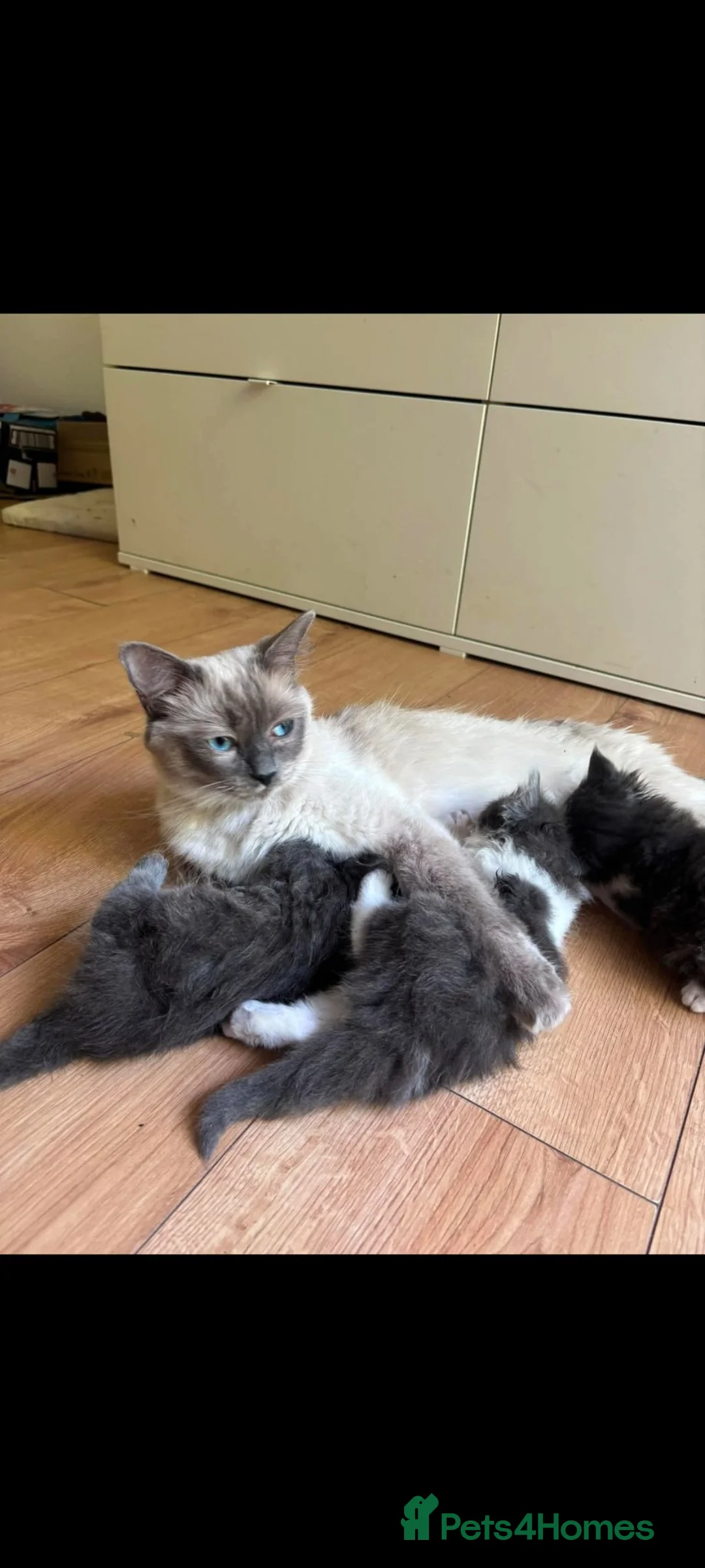Ragdoll cats for sale: Ragdoll x British Shorthair  - Advert 2