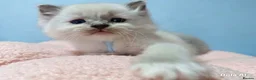Ragdoll cats for sale: 5Gen Ped Ragdoll Kittens&Ready2Reserve - Advert 9