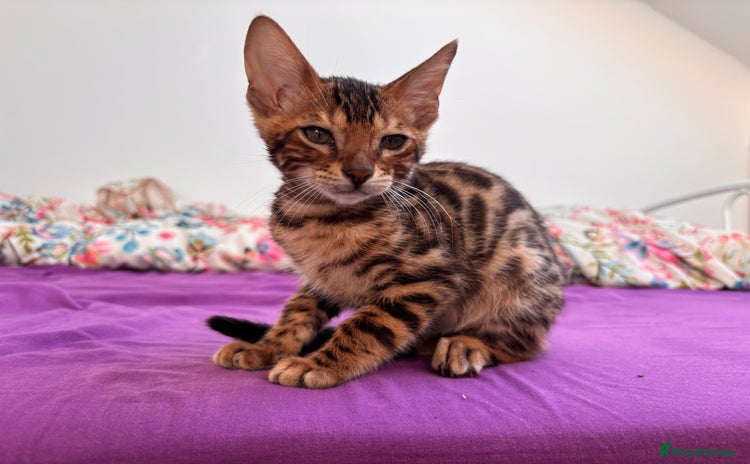 Bengal cats - Advert 7