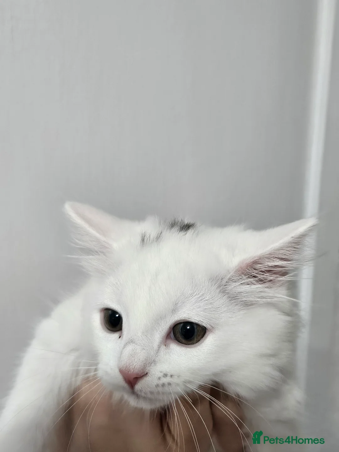 Mixed Breed cats for sale: Mixed breed Turkish Angora (mum) kittens £150 - Advert 2