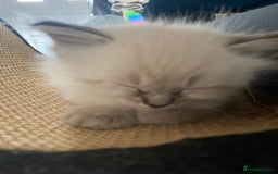 Mixed Breed cats for sale: Ragdoll x Tabbie - Image 11