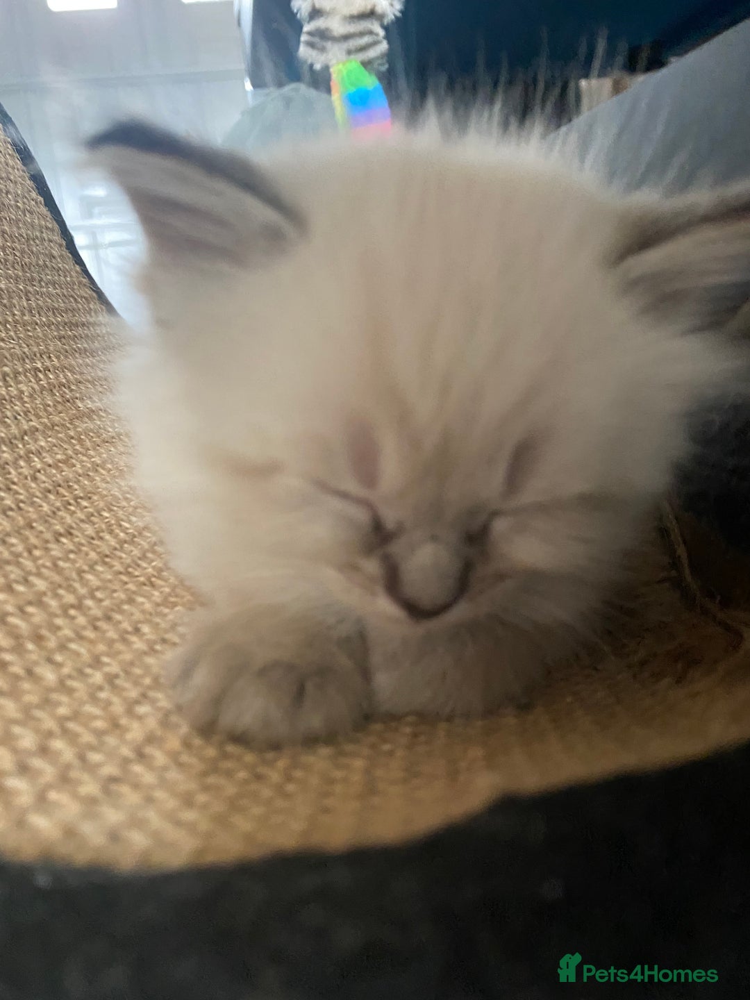 Mixed Breed cats for sale: Ragdoll x Tabbie - Image 11