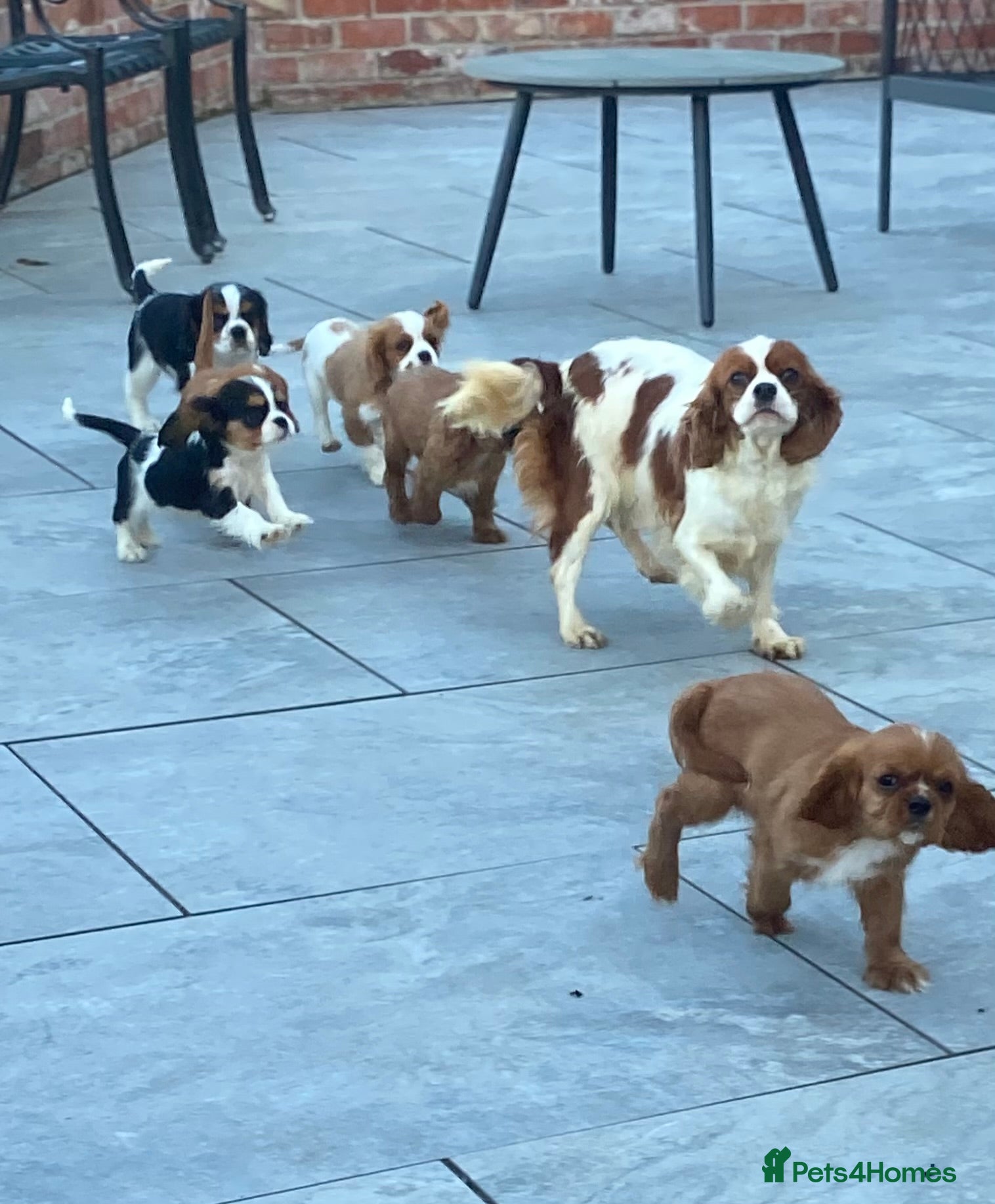 Cavalier King Charles Spaniel dogs for sale: Cavalier King Charles  - Advert 1