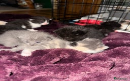 British Shorthair cats for sale: British shorthair x Ragdoll kittens. Mixed prices - Image 4