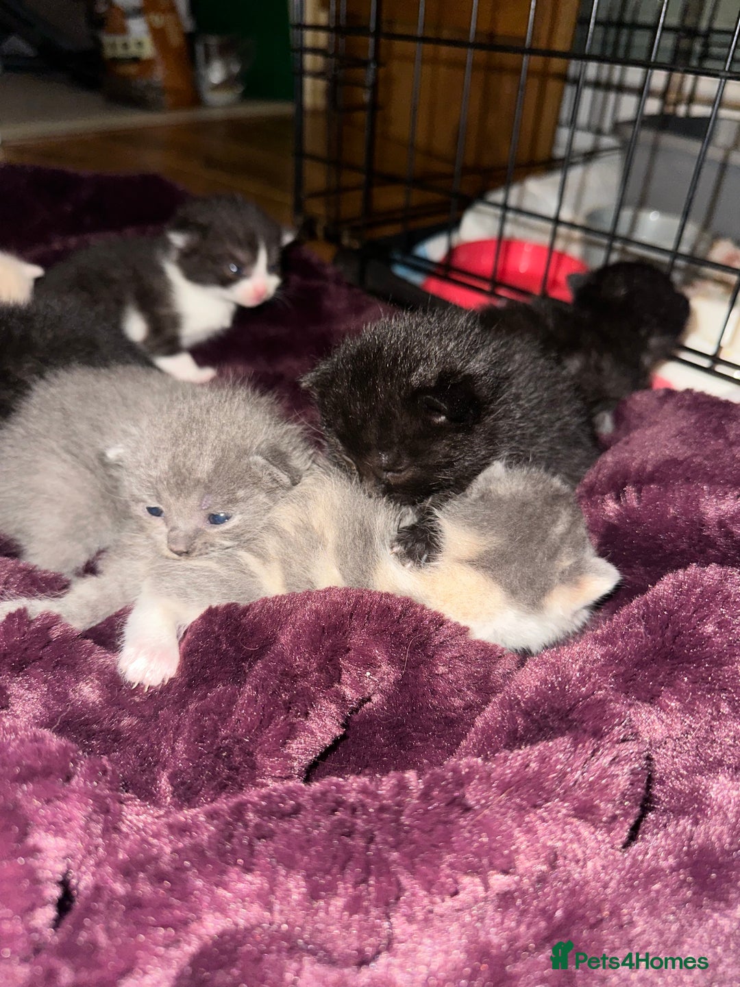 British Shorthair cats for sale: British shorthair x Ragdoll kittens. Mixed prices - Image 4