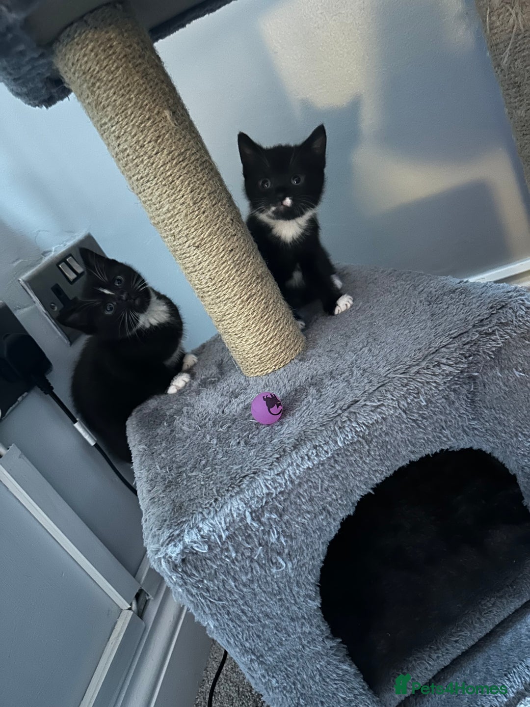 Mixed Breed cats for sale: Two adorable kittens  - Advert 2