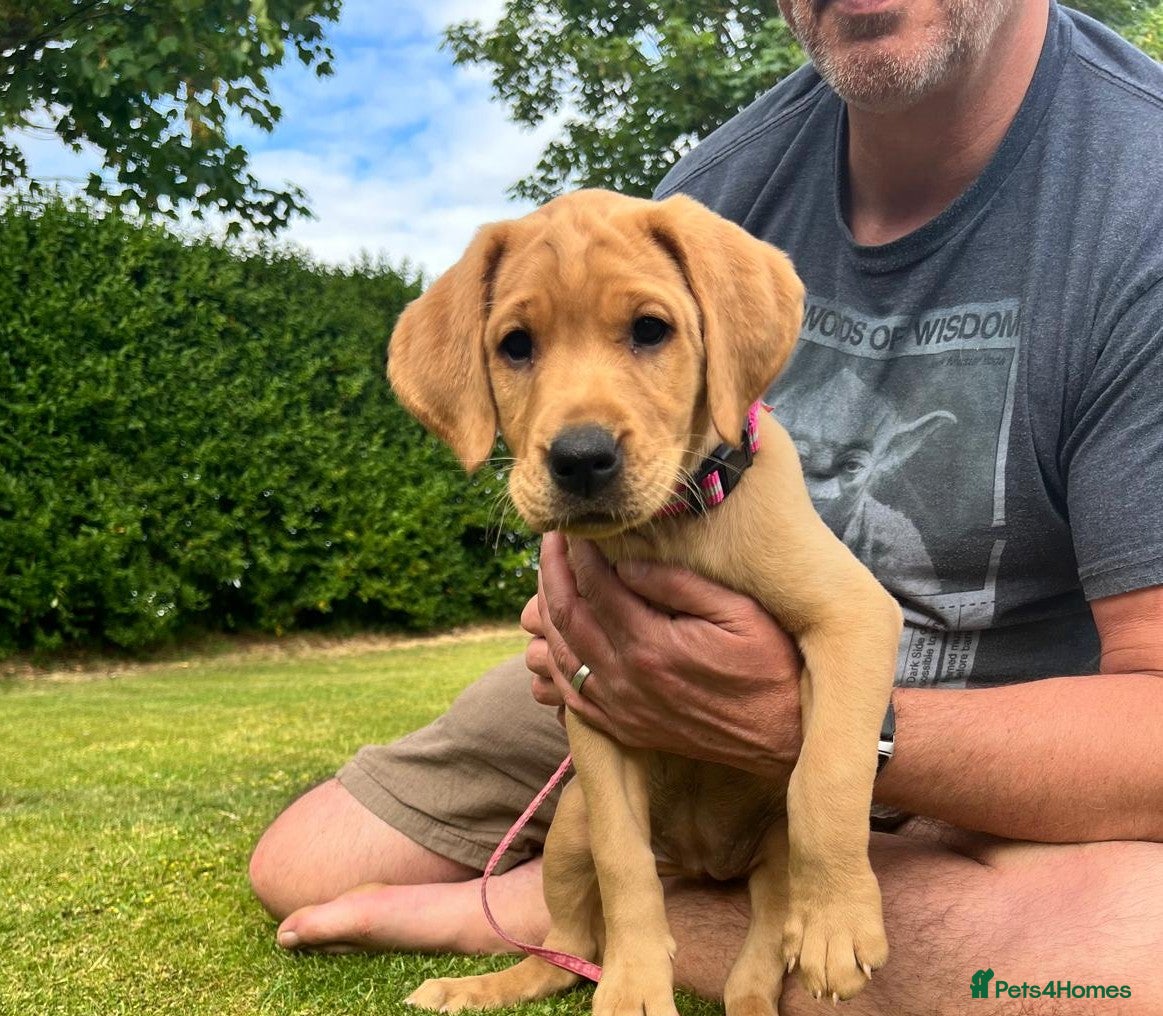Labrador Retriever dogs KC Registered Fox Red Labrador Puppies READY NOW - Advert 1