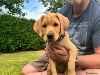 Labrador Retriever dogs KC Registered Fox Red Labrador Puppies READY NOW - Advert 1