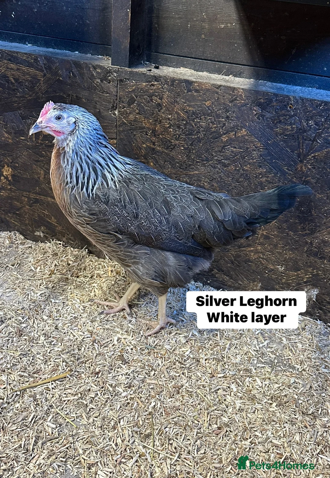 Chickens poultry for sale: Point of lay Hens in a wide range of breeds  - Advert 10