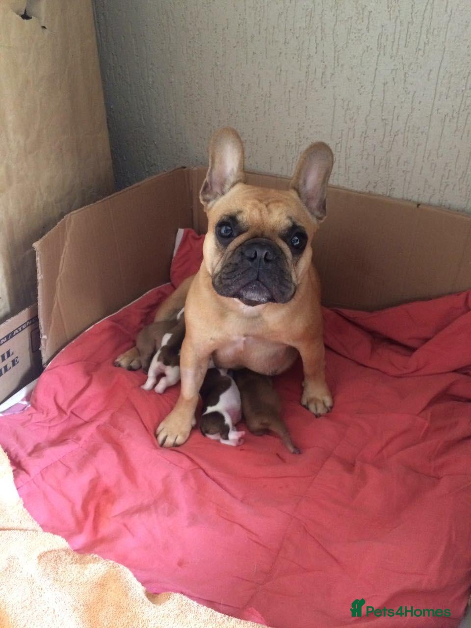 French Bulldog dogs Beautiful French Bulldog Puppies - Advert 4