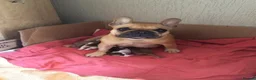 French Bulldog dogs for sale: Beautiful French Bulldog Puppies in Birmingham - Advert 1