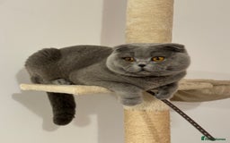 Scottish Fold cats for stud: Up for stud  - Advert 7
