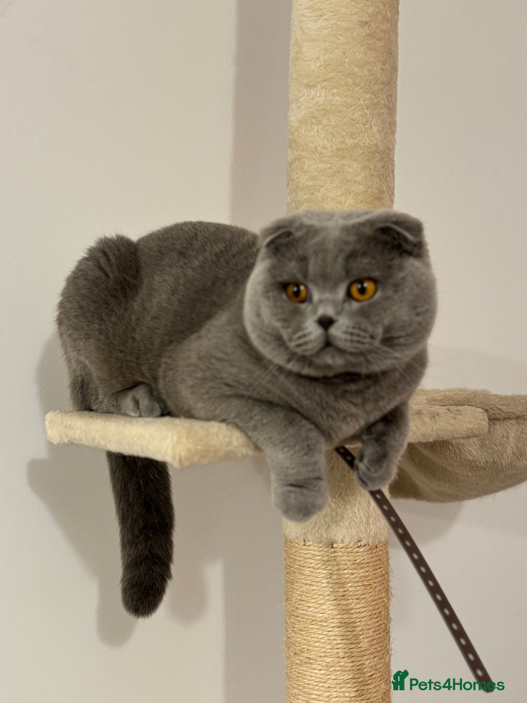 Scottish Fold cats for stud: Up for stud  - Advert 7
