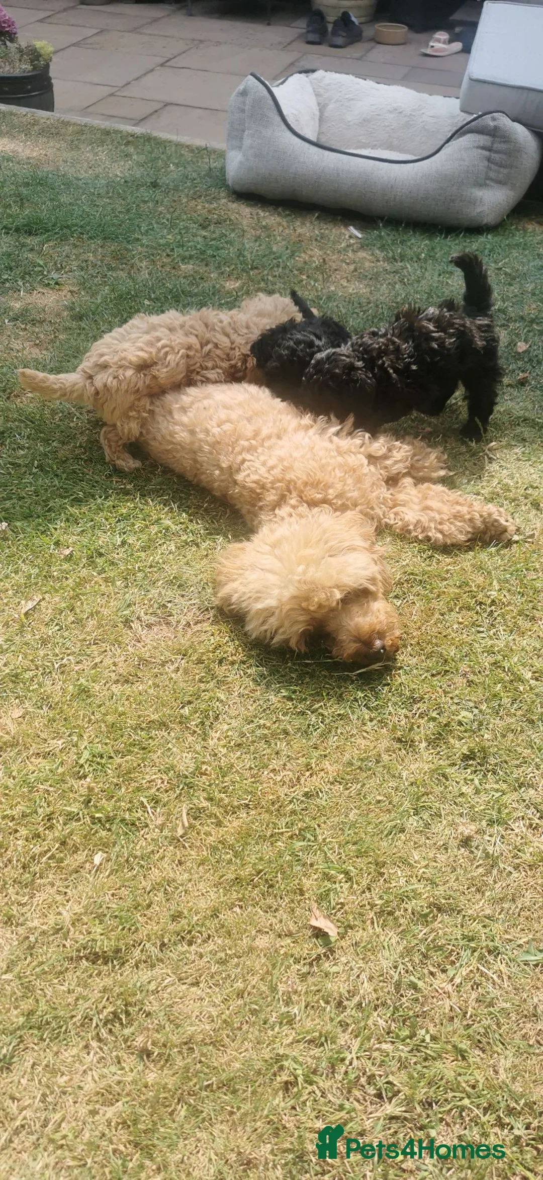 Toy Poodle dogs for sale: Stunning litter of Toy Poodles  - Advert 20