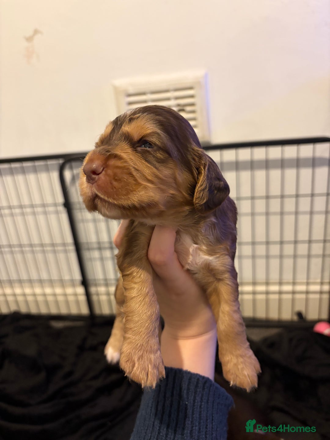 Cocker Spaniel dogs for sale: FEMALE CHOC WORKING COCKER LEFT! - Advert 14